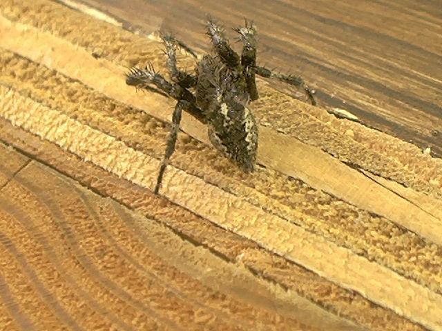 What is this spider?